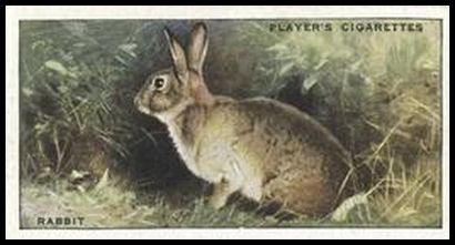 21 Rabbit